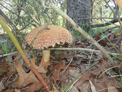 Boletellus ananas