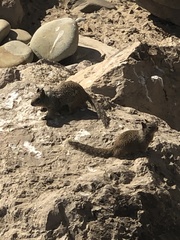 Otospermophilus beecheyi