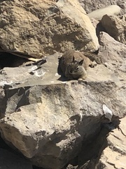 Otospermophilus beecheyi