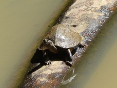 Melanochelys trijuga