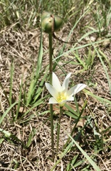 Zephyranthes mesochloa