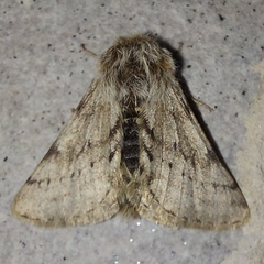 Lycia florentina