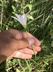 Zephyranthes mesochloa