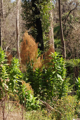 Calomeria amaranthoides