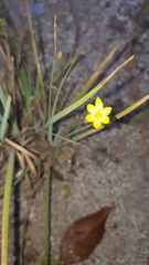 Sisyrinchium schaffneri