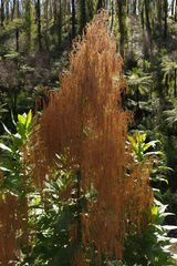 Calomeria amaranthoides
