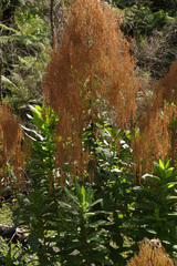 Calomeria amaranthoides