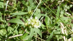 Spermacoce densiflora