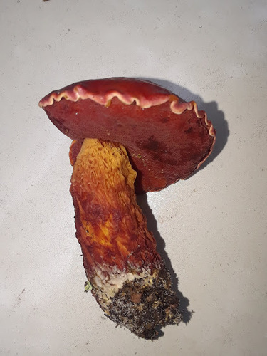 Butyriboletus frostii image