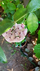 Hoya campanulata