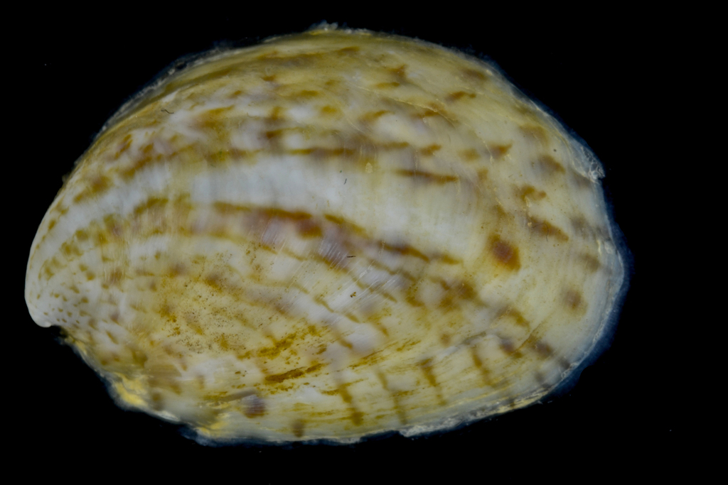 Slippersnails and Allies