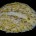 Calyptraeidae - Photo (c) Crabby Taxonomist,  זכויות יוצרים חלקיות (CC BY-NC-SA)