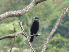 Phalacrocorax fuscicollis