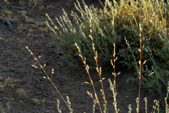 Melica californica