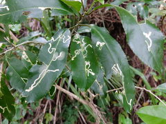 Liriomyza flavolateralis