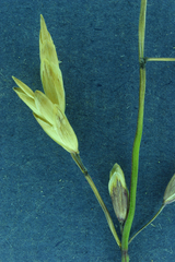 Melica californica