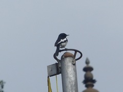 Copsychus saularis