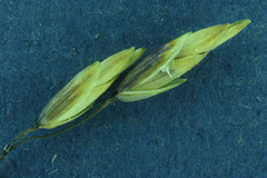 Melica californica