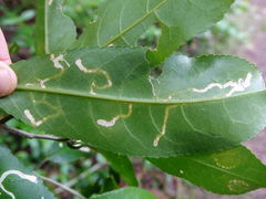 Liriomyza flavolateralis