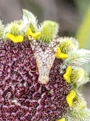 Neotephritis finalis