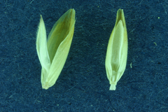 Melica californica