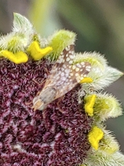 Neotephritis finalis