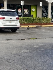 Cairina moschata domestica