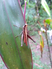 Maculiparia rotundata