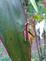 Maculiparia rotundata