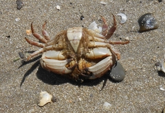 Metacarcinus novaezelandiae