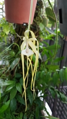 Brassavola cucullata