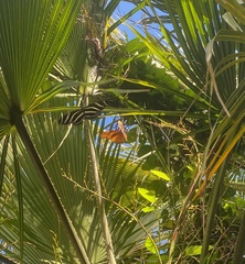 Heliconius charithonia