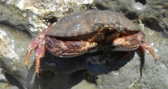 Metacarcinus novaezelandiae