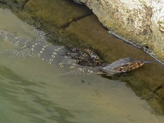 Varanus salvator salvator