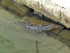 Varanus salvator salvator