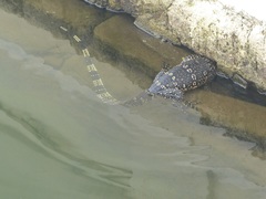 Varanus salvator salvator