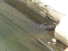 Varanus salvator salvator