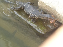 Varanus salvator salvator
