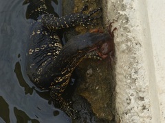 Varanus salvator salvator