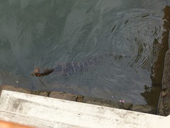 Varanus salvator salvator