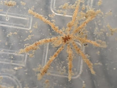 Ammothea hilgendorfi