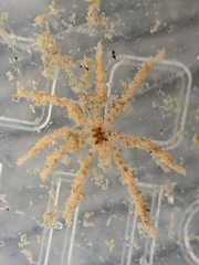 Ammothea hilgendorfi