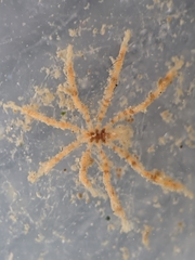 Ammothea hilgendorfi