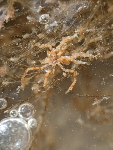 Hilgendorf's Sea Spider, Morro Bay, CA, USA, photo 5 of 10