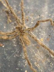 Ammothea hilgendorfi