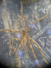 Ammothea hilgendorfi