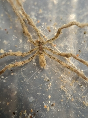 Ammothea hilgendorfi