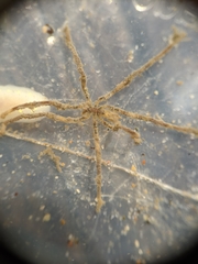 Ammothea hilgendorfi