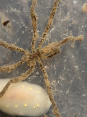 Ammothea hilgendorfi