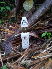 Staheliomyces cinctus